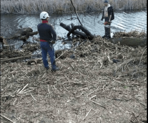 Кронирование и валка деревьев